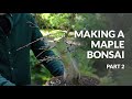 Making a maple bonsai