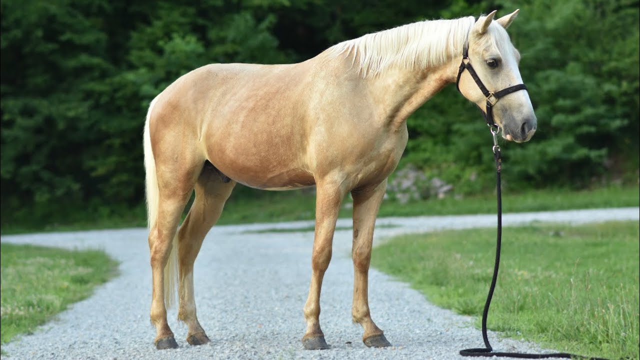 “Casper” 3 year old TWH Gelding