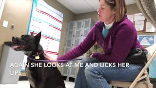 Dog that is sensitive and insecure of touch