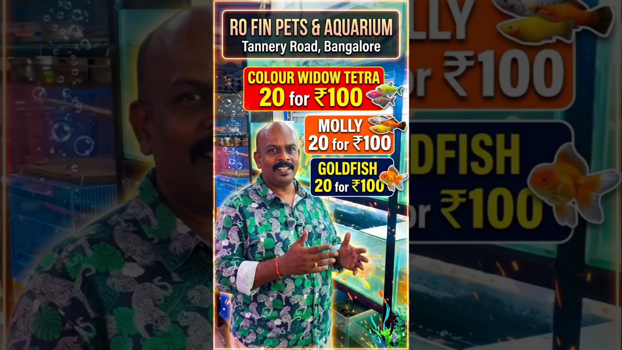 20 Fish for 100! Super Cheap Aquarium Fish Market at Ro Fin Pets Bangalore!