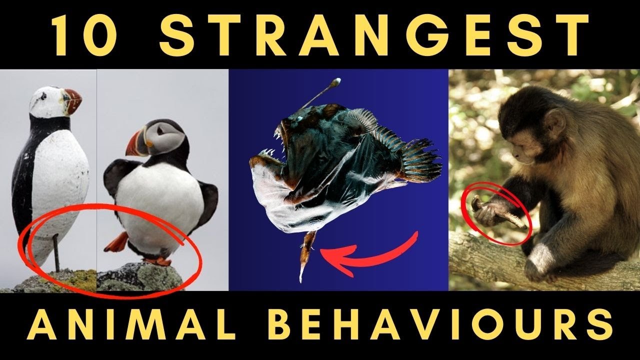 10 Incredibly Strange Animal Behaviours