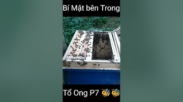 Bí mật bên trong tổ ong - p7 | The secret inside the hive - p7 #shorts #shortvideo #ongmat #honeybee