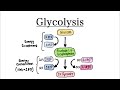 Glycolysis regulation usmle firstaid #biochemistry #jcat#fcps#viralvideo#glycolysis#youtube