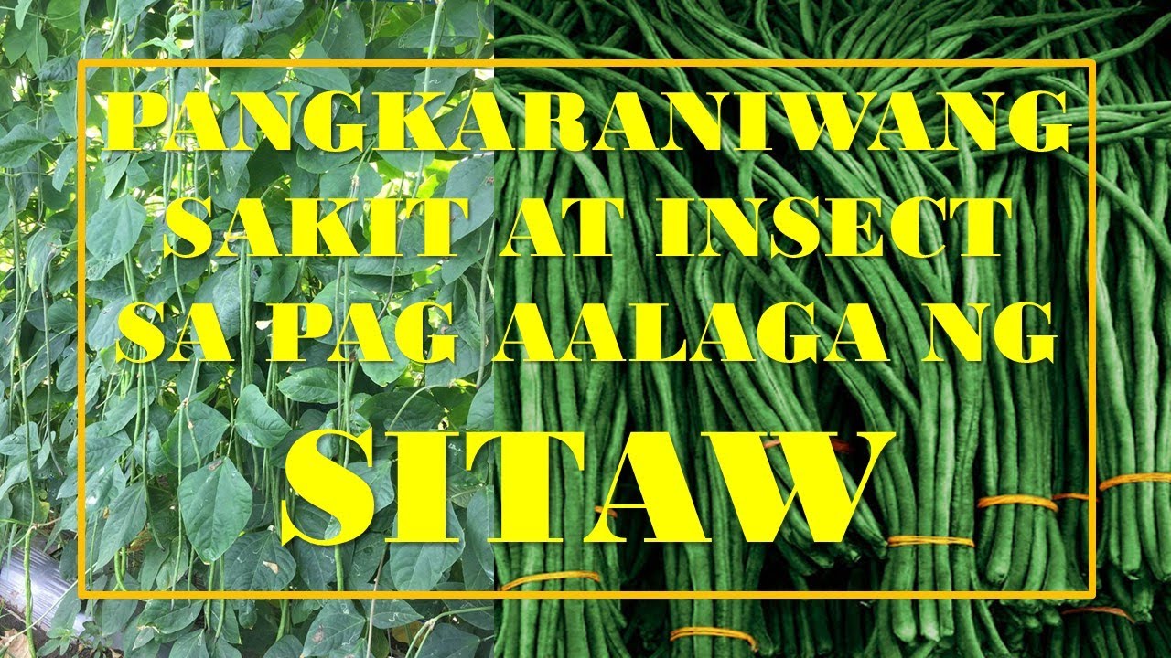SAKIT AT INSECT NG PAG AALAGA NG SITAW - JUST SHARING