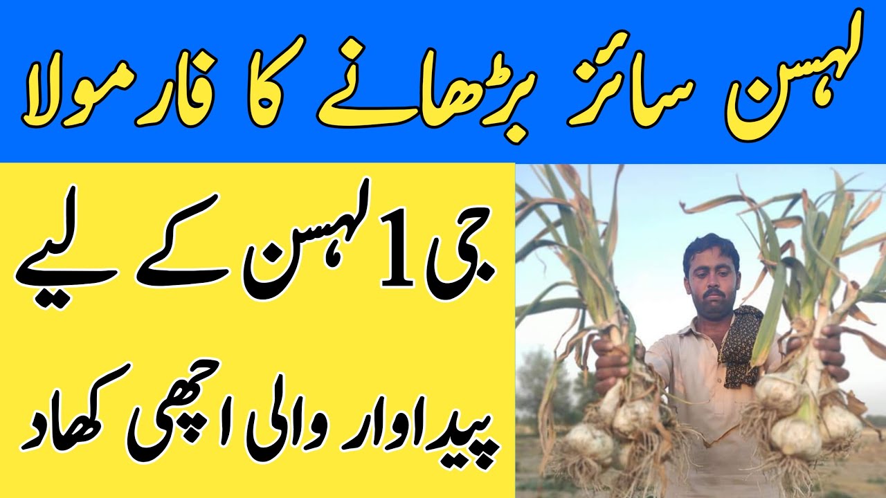 How to Increase Weight and Size of Garlic Most Profitable G1 Garlic