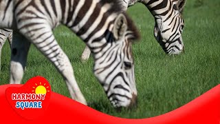 What is a Herbivore - More Grades 5-8 Science on Harmony Square