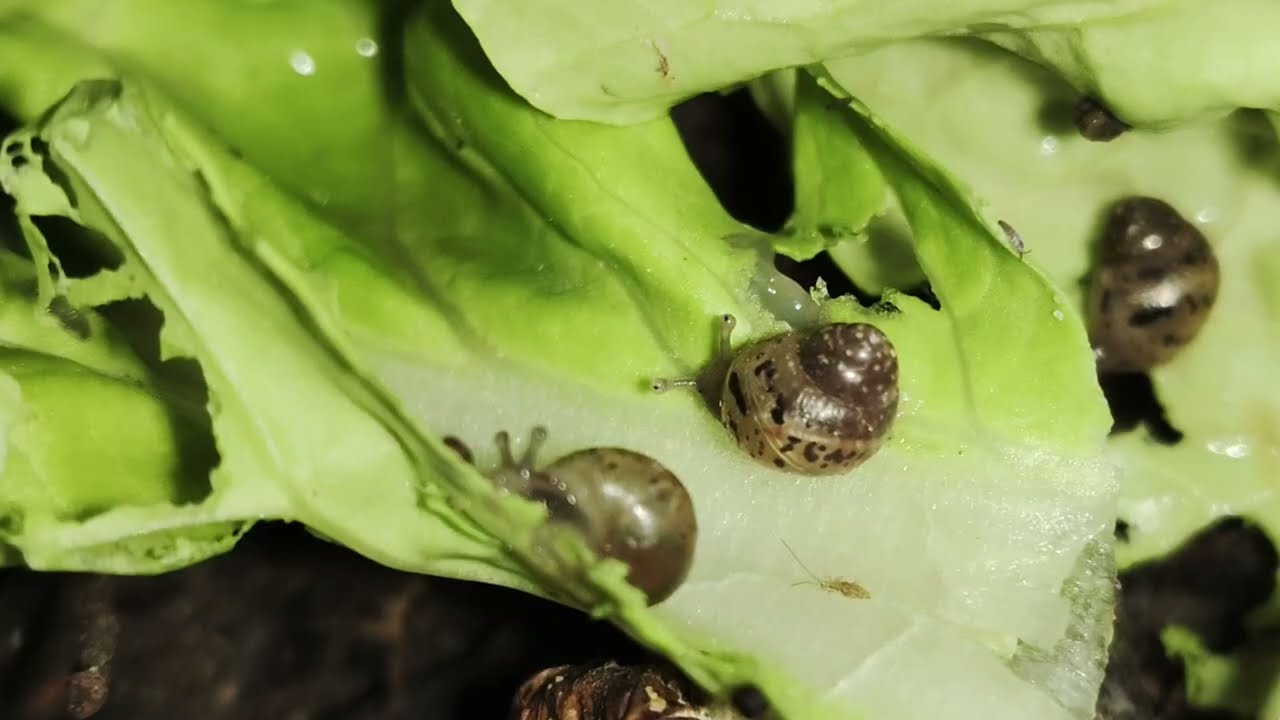 A Baby Snail Growing up in The Garden & Eating Green Vegetable 