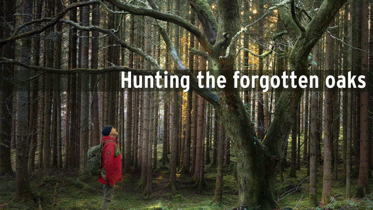 В поисках забытых дубов: фотографирование скрытых древних деревьев Шотландии в сосновом лесу.