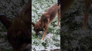 Bella, the Australian Kelpies' first snow!❄☃#fyp, #dogs, #funny, #snow, #yummy, #Australiankelpies