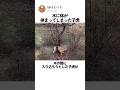木に体が挟まってしまった子虎