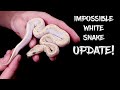 Update on the 'Impossible' White Ball Python!