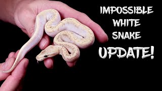 Update on the 'Impossible' White Ball Python!