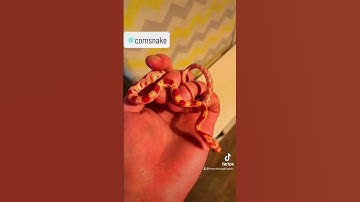 Our beautiful Reverse Okeetee letting them colours shine!