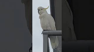 Sulphur crested cockatoo in my Neighbour balcony. Australia.