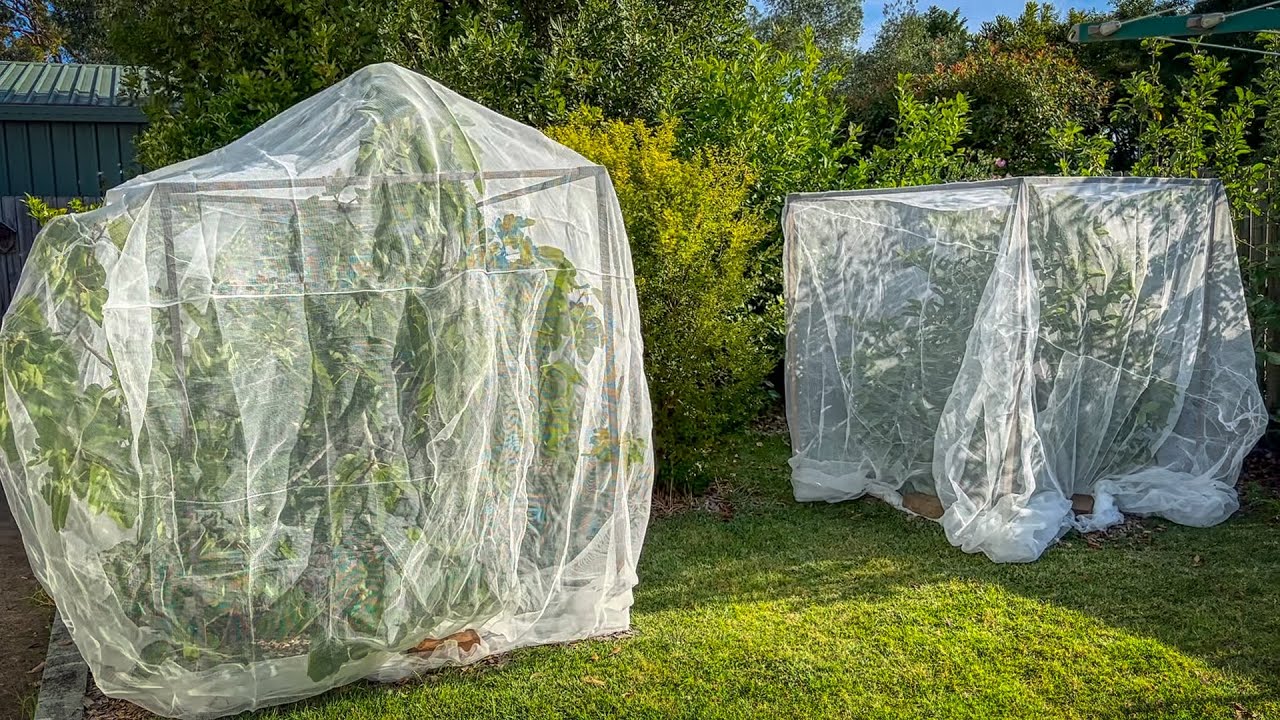 Netting the fig and guava trees 