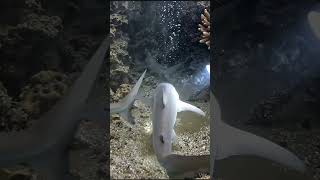 🌊 Hidden Ocean Creatures Caught on Camera | tending #Shorts# Video Viral