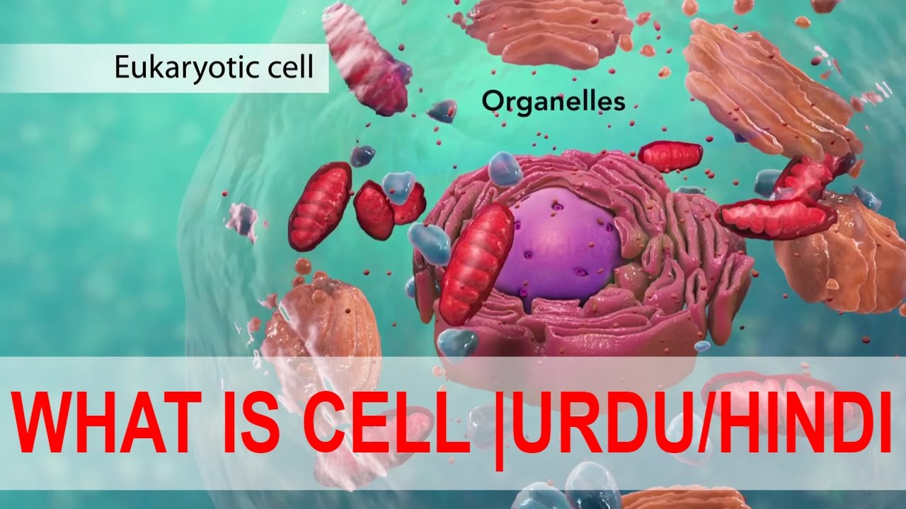 Biology Dictionary English To Urdu Pdf