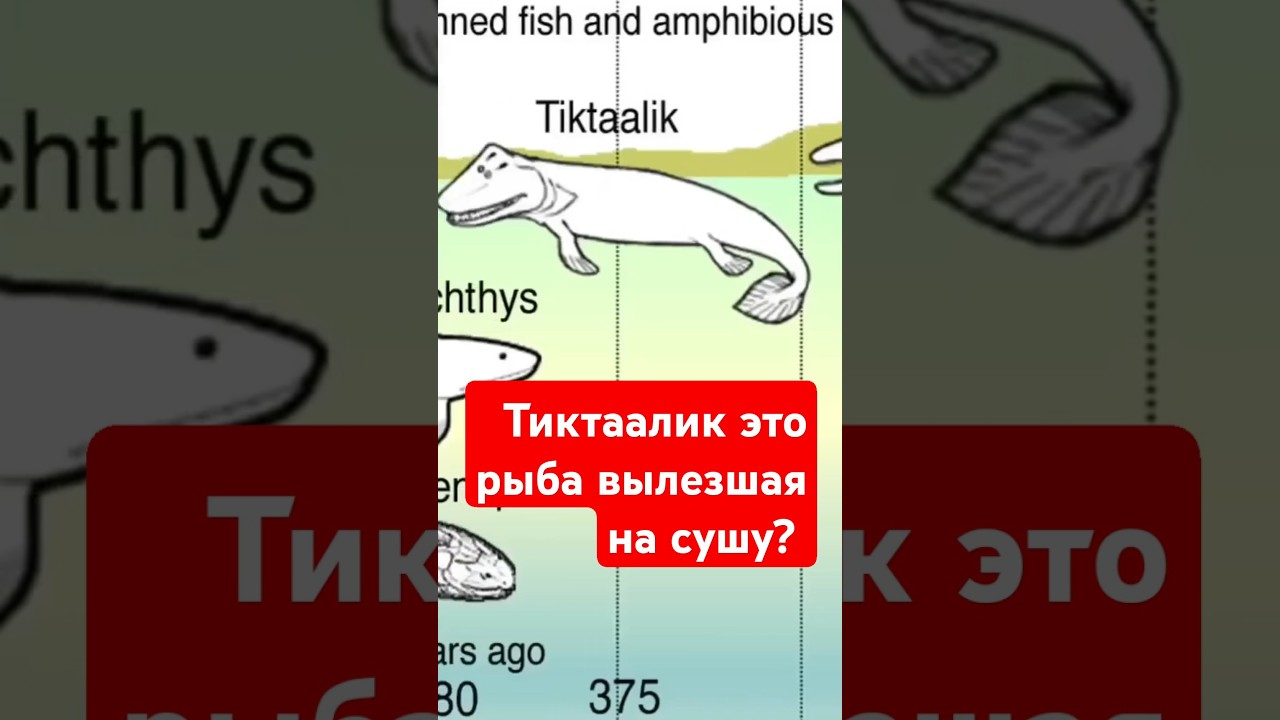Тиктаалик: переходное звено или ошибка? Новые факты против классических гипотез
