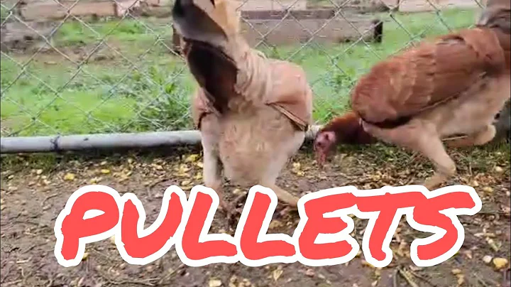 Pullets