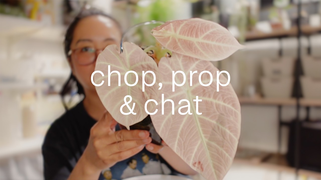 It's chop my plants o'clock 🪴✂️ | answering your questions!