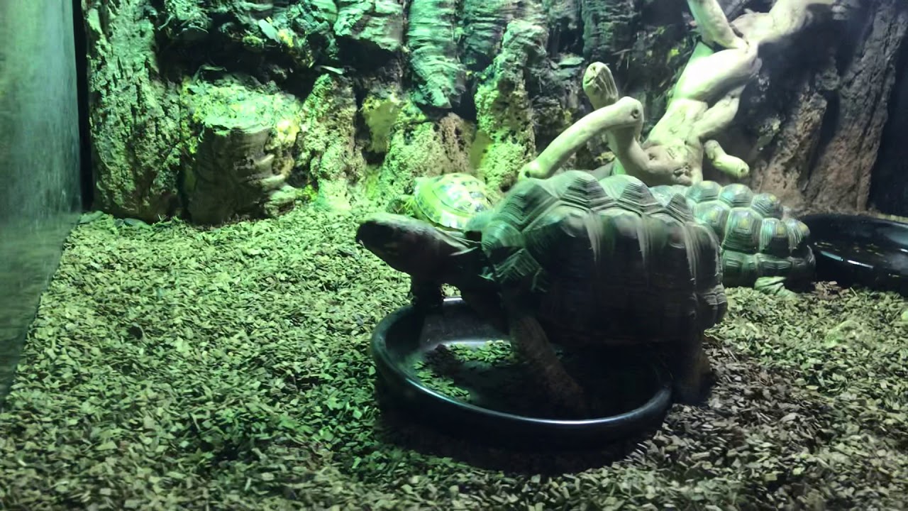 Turtle Do Nothing Turtle doing nothing - YouTube