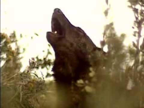 grey wolf howling grey wolf howling