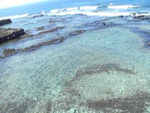 Honu on the reef at the Royal Kona Resort