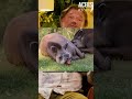 PORCO E UMA MÁQUINA 30minutos  #3continentes #richardrasmussen #porco #mauríciomeirelles