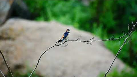 Red rumped swallow calls