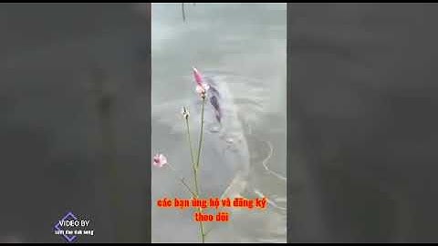 Cá mè khủng đập thủy điện đăk nông