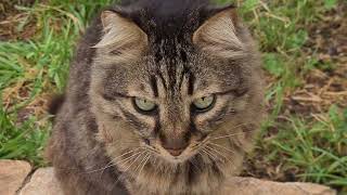 חתול אפור על גדר אבן בגן A grey cat on a stone fence in a garden