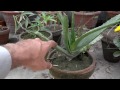 How To Care For Aloe Plant