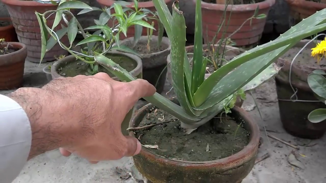 How To Take Care Of An Aloe Plant Best Potting Soil For Aloe