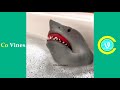 Try not to laugh watching shark puppet compilation  funny shark puppet tiktoks