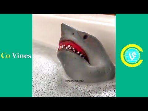 Try Not To Laugh Watching Shark Puppet Compilation | Funny Shark Puppet TikTok Videos