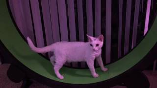 Odd-eyed Devon Rex first day with Cat Wheel - 4K by Miette Rex 5,507 views 7 years ago 3 minutes, 39 seconds