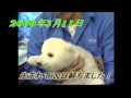 ★愛媛県立とべ動物園「ピース10年間の映像集」