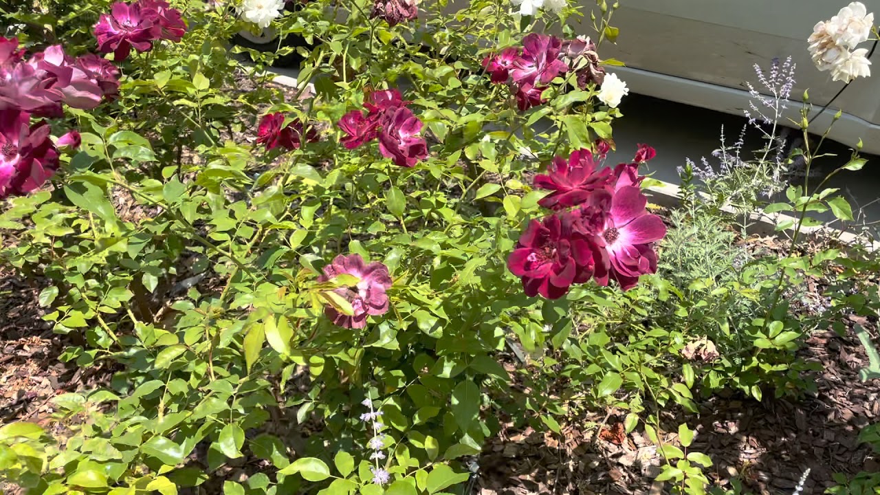 Iceberg Rose White and Burgundy