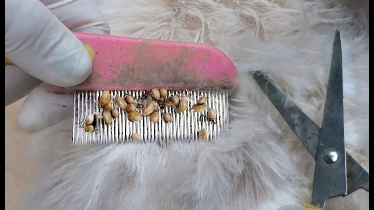 Shave and Removing ticks from dog in a family YouTube