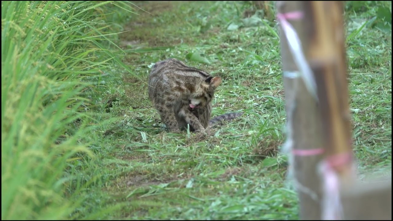 椋梨の田んぼに出たツシマヤマネコ（ナナ）