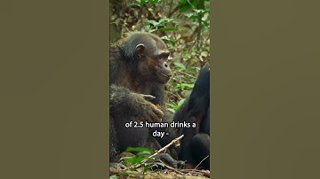 Chimpanzees Consume Alcohol Daily — Without Getting Drunk