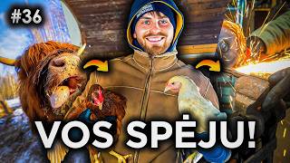 Download Lagu Nuo Vištų Šėrimo iki Sėjalkos Remonto! // JAUNASIS ŪKININKAS #36 MP3