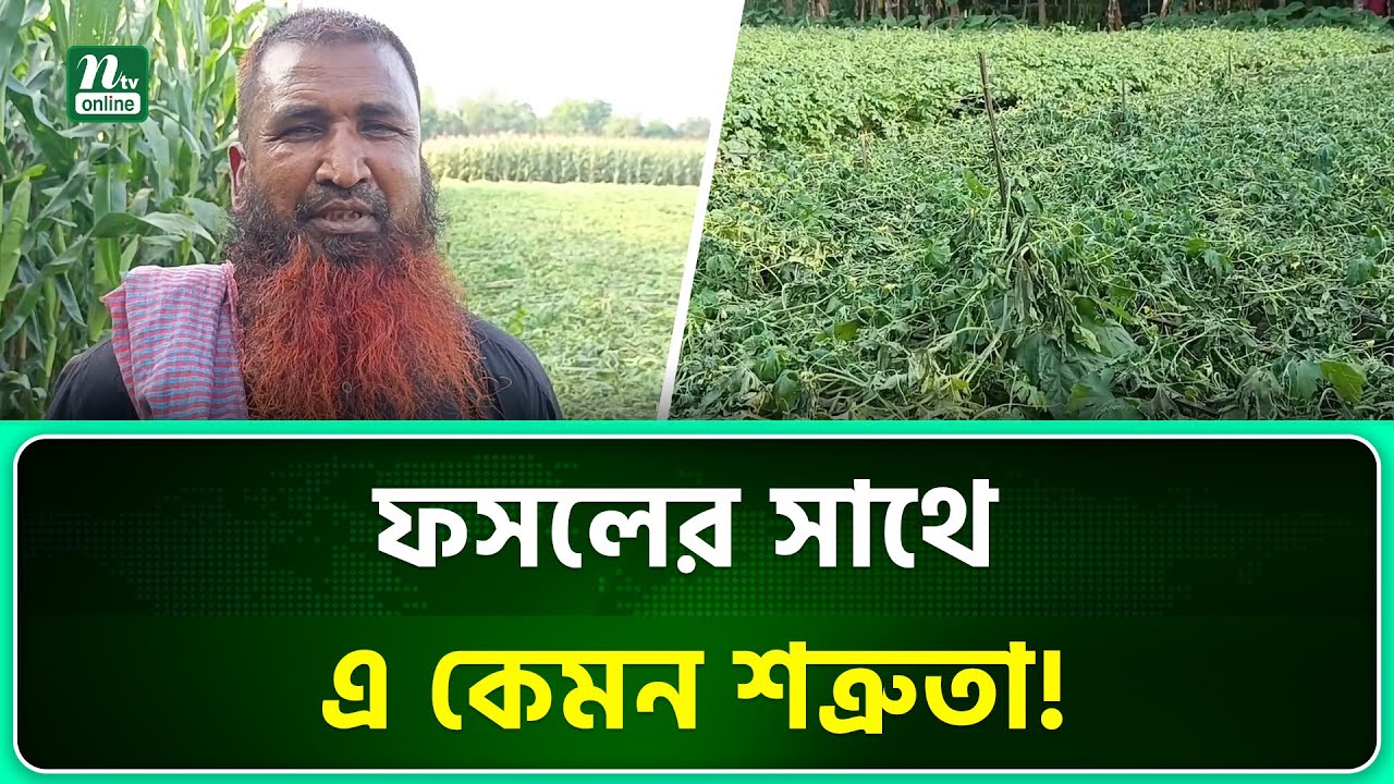 দিনাজপুরে রাতের আঁধারে শত্রুরা ধ্বংস করে দিল কৃষকের করলা ক্ষেত । Dinajpur | NTV News