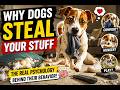 Why Dogs Steal Your Stuff — The Hidden Psychology Behind It