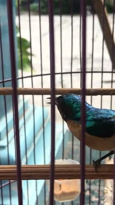 Kolibri muncang tembakan seajalur wit wit wit