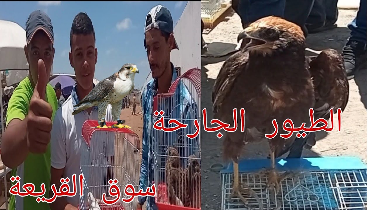 اسعار طيور جارحة طائر صقر + طائر أبو عميره سوق القريعة الدار البيضاء 🦅🦅