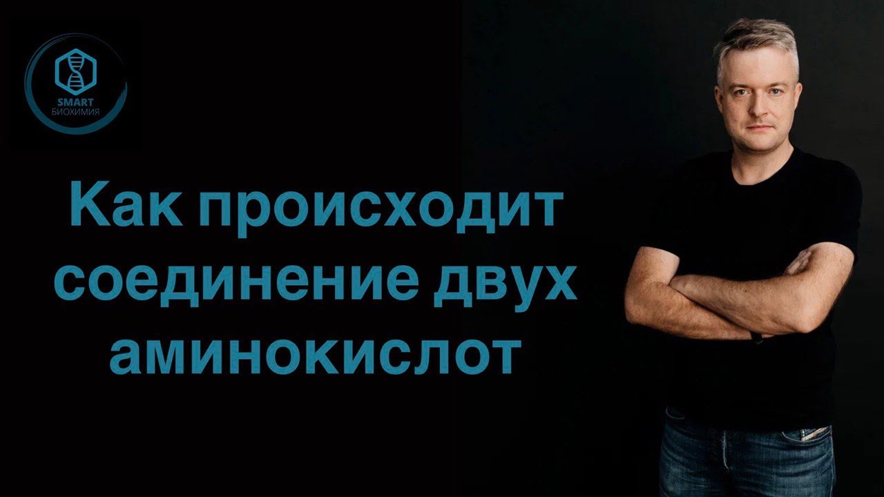 Как происходит соединение двух аминокислот? Или Как образовать дипептид?
