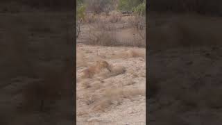 lion steals meal from leopard