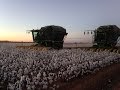 Pork Choppers - Harvest Time! (2013-14 Cotton Harvest)