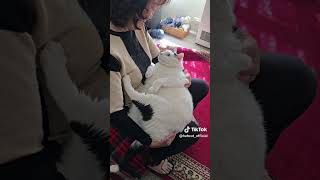 Download Lagu huh cat original MP3